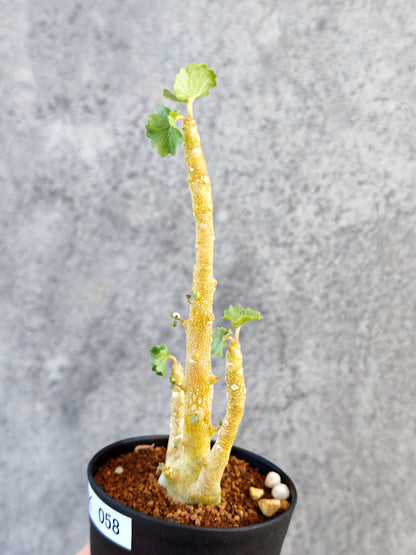 【現品限り】ドルステニア・ジプソフィラ 実生【K58】 Dorstenia gypsophila