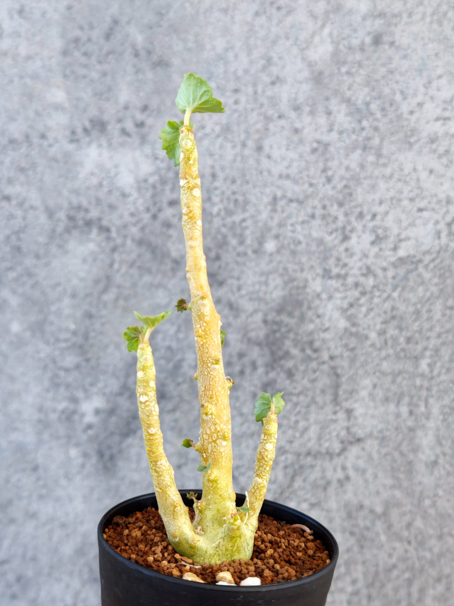 【現品限り】ドルステニア・ジプソフィラ 実生【K58】 Dorstenia gypsophila