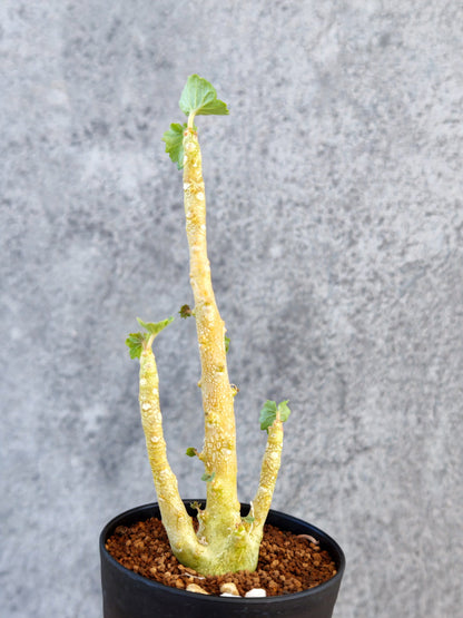 【現品限り】ドルステニア・ジプソフィラ 実生【K58】 Dorstenia gypsophila