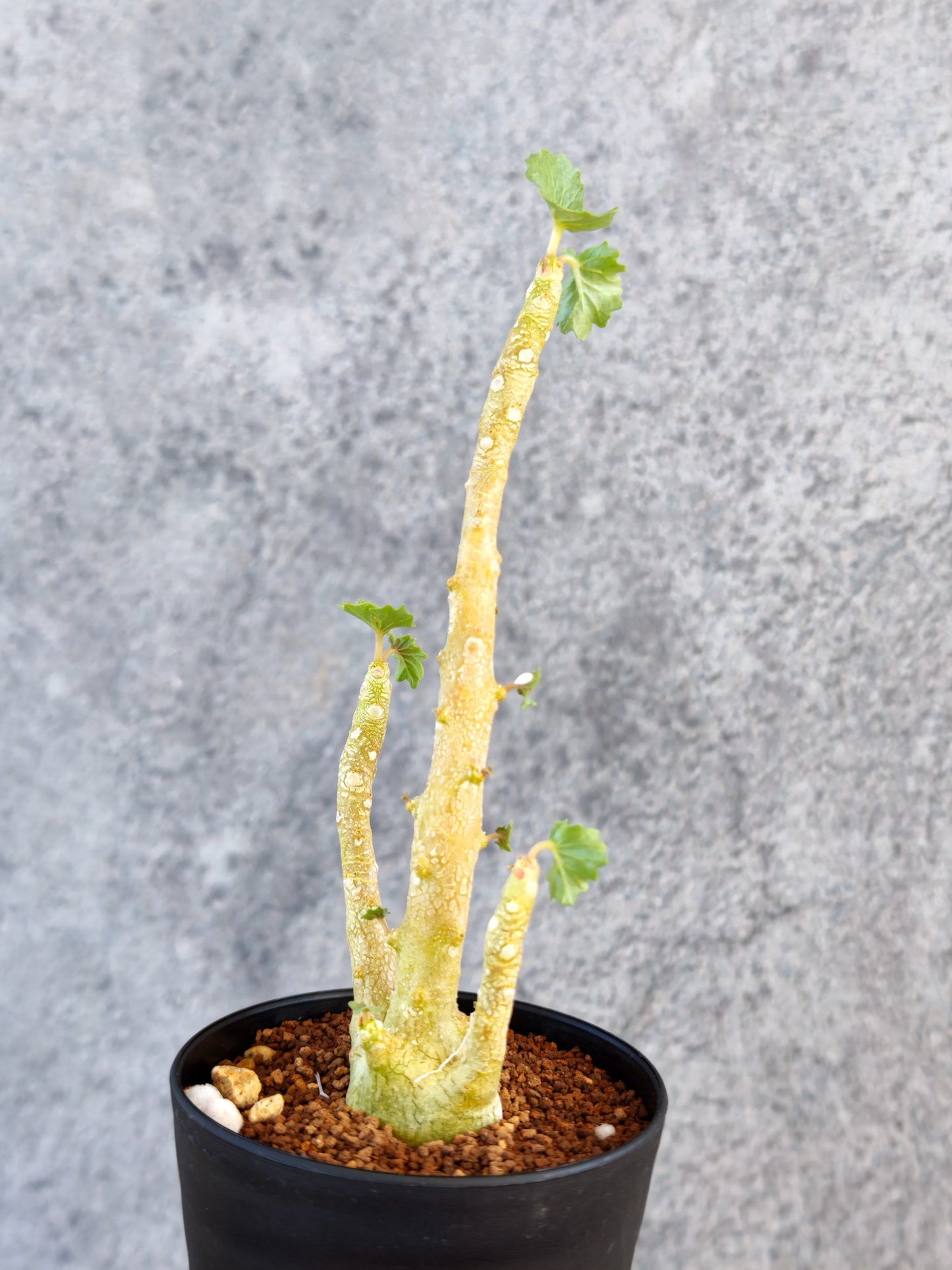 【現品限り】ドルステニア・ジプソフィラ 実生【K58】 Dorstenia gypsophila