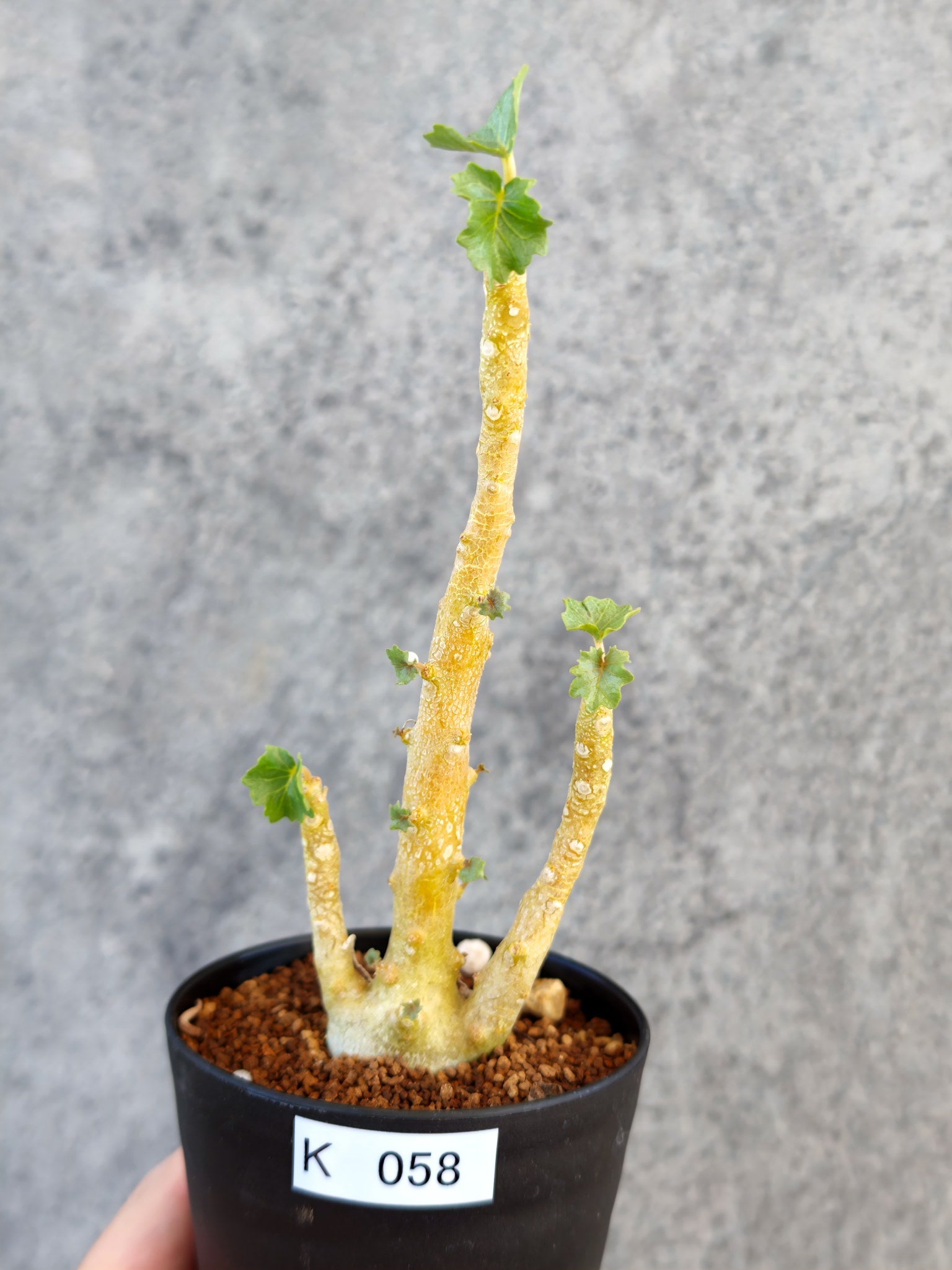 ドルステニア・ジプソフィラ 実生【K58】 Dorstenia gypsophila 塊根
