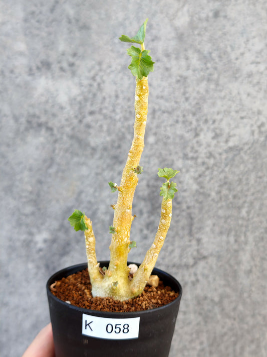 【現品限り】ドルステニア・ジプソフィラ 実生【K58】 Dorstenia gypsophila