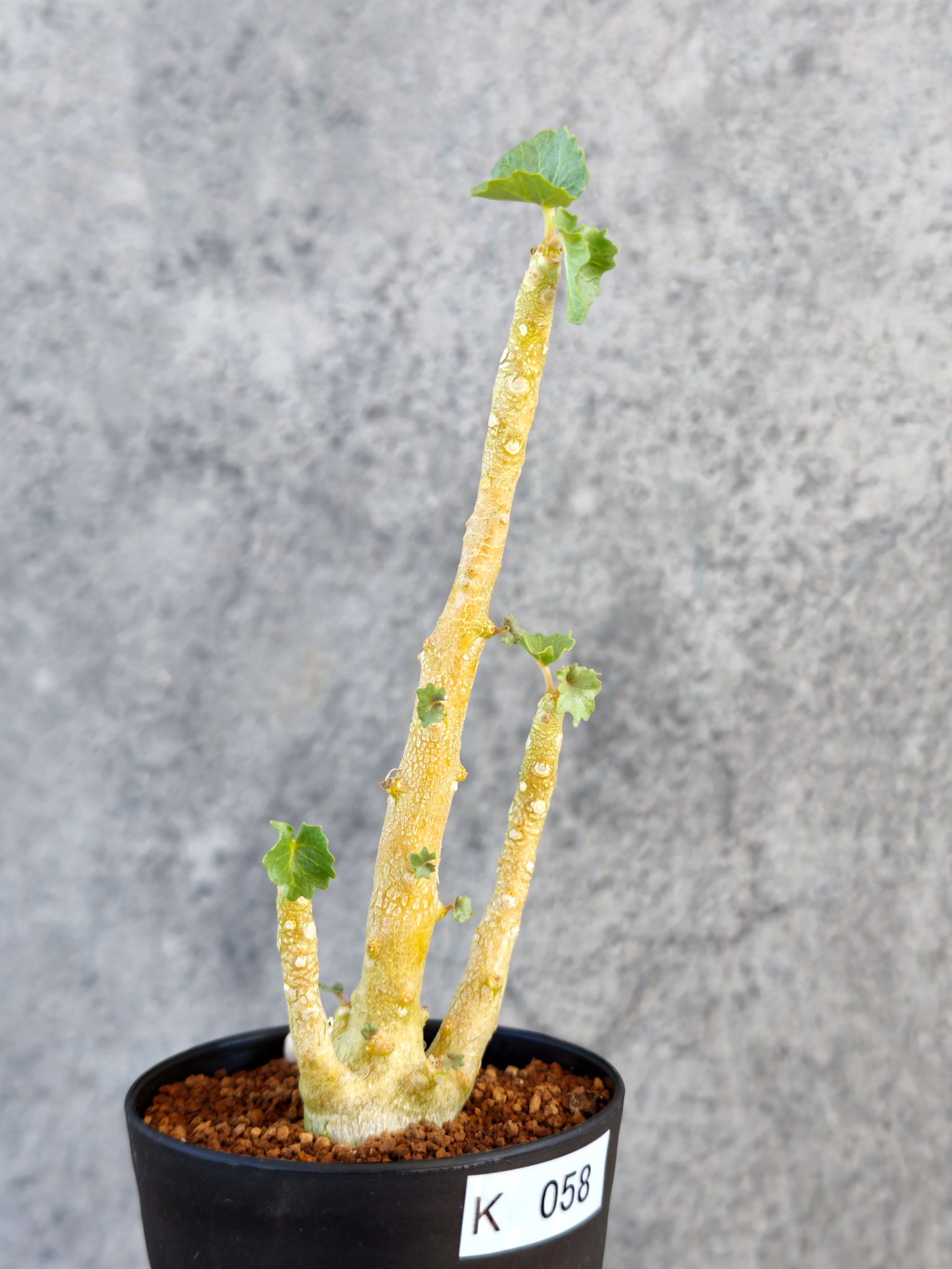 ドルステニア・ジプソフィラ 実生【K58】 Dorstenia gypsophila 塊根