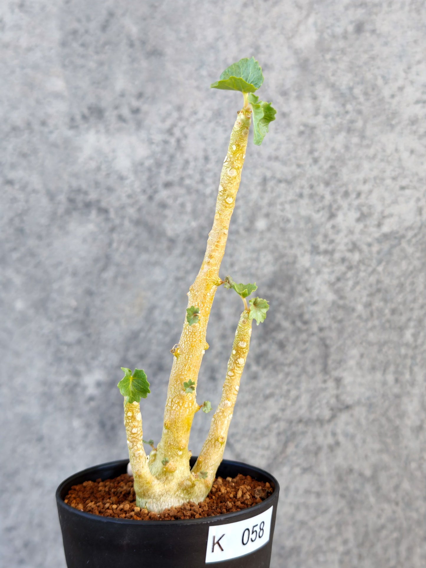 【現品限り】ドルステニア・ジプソフィラ 実生【K58】 Dorstenia gypsophila