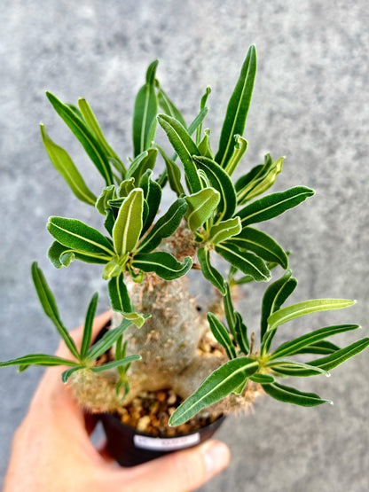 【現品限り】パキポディウム・グラキリス 実生【K59】 Pachypodium gracilius