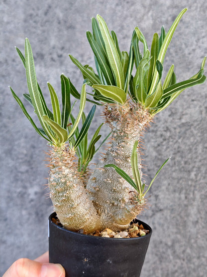 【現品限り】パキポディウム・グラキリス 実生【K59】 Pachypodium gracilius