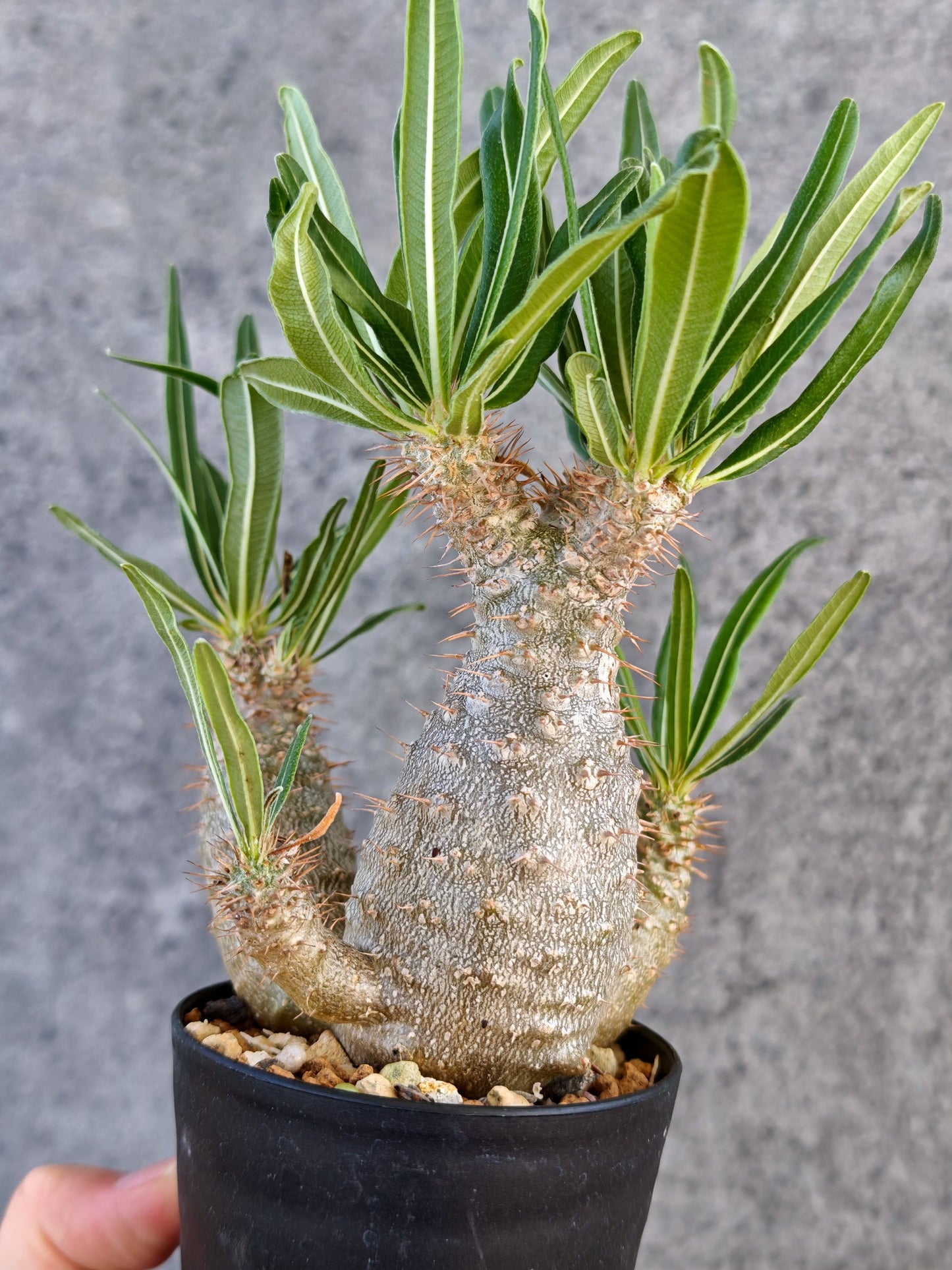 【現品限り】パキポディウム・グラキリス 実生【K59】 Pachypodium gracilius