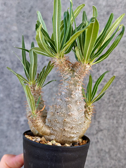 【現品限り】パキポディウム・グラキリス 実生【K59】 Pachypodium gracilius