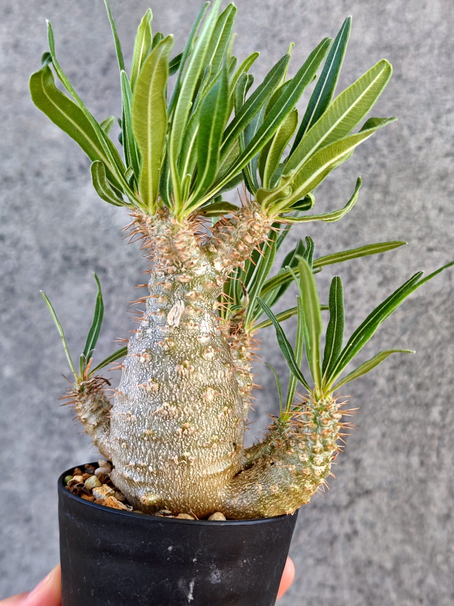 【現品限り】パキポディウム・グラキリス 実生【K59】 Pachypodium gracilius