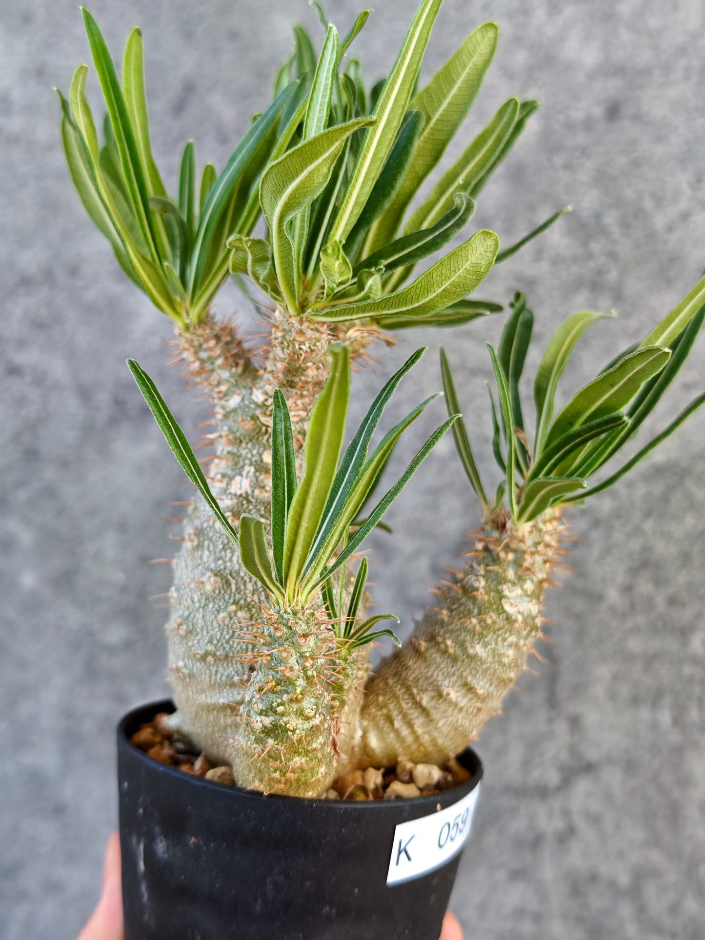 【現品限り】パキポディウム・グラキリス 実生【K59】 Pachypodium gracilius