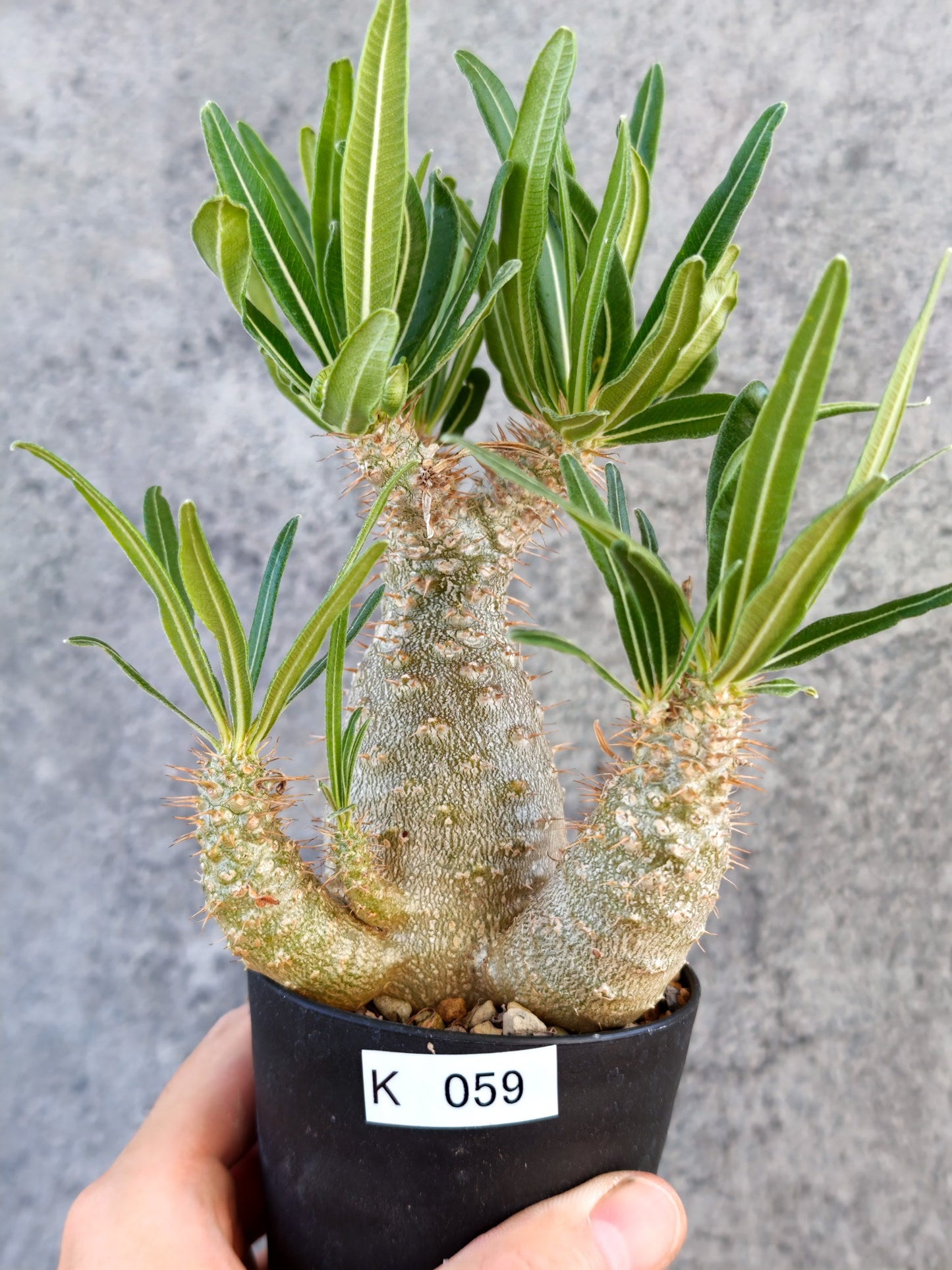 【現品限り】パキポディウム・グラキリス 実生【K59】 Pachypodium gracilius