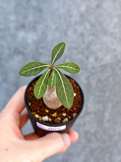 【現品限り】アデニウム・ソコトラナム 実生【K5】 Adenium socotranum