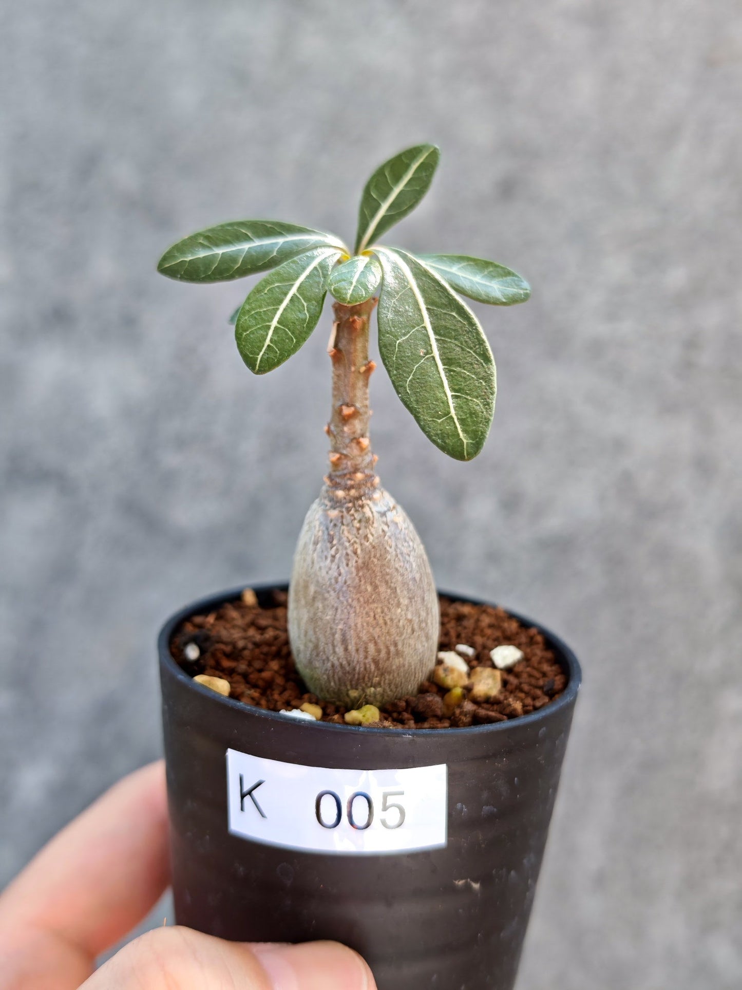 【現品限り】アデニウム・ソコトラナム 実生【K5】 Adenium socotranum