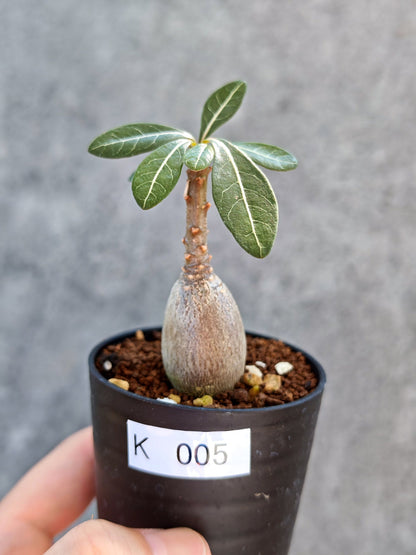 【現品限り】アデニウム・ソコトラナム 実生【K5】 Adenium socotranum