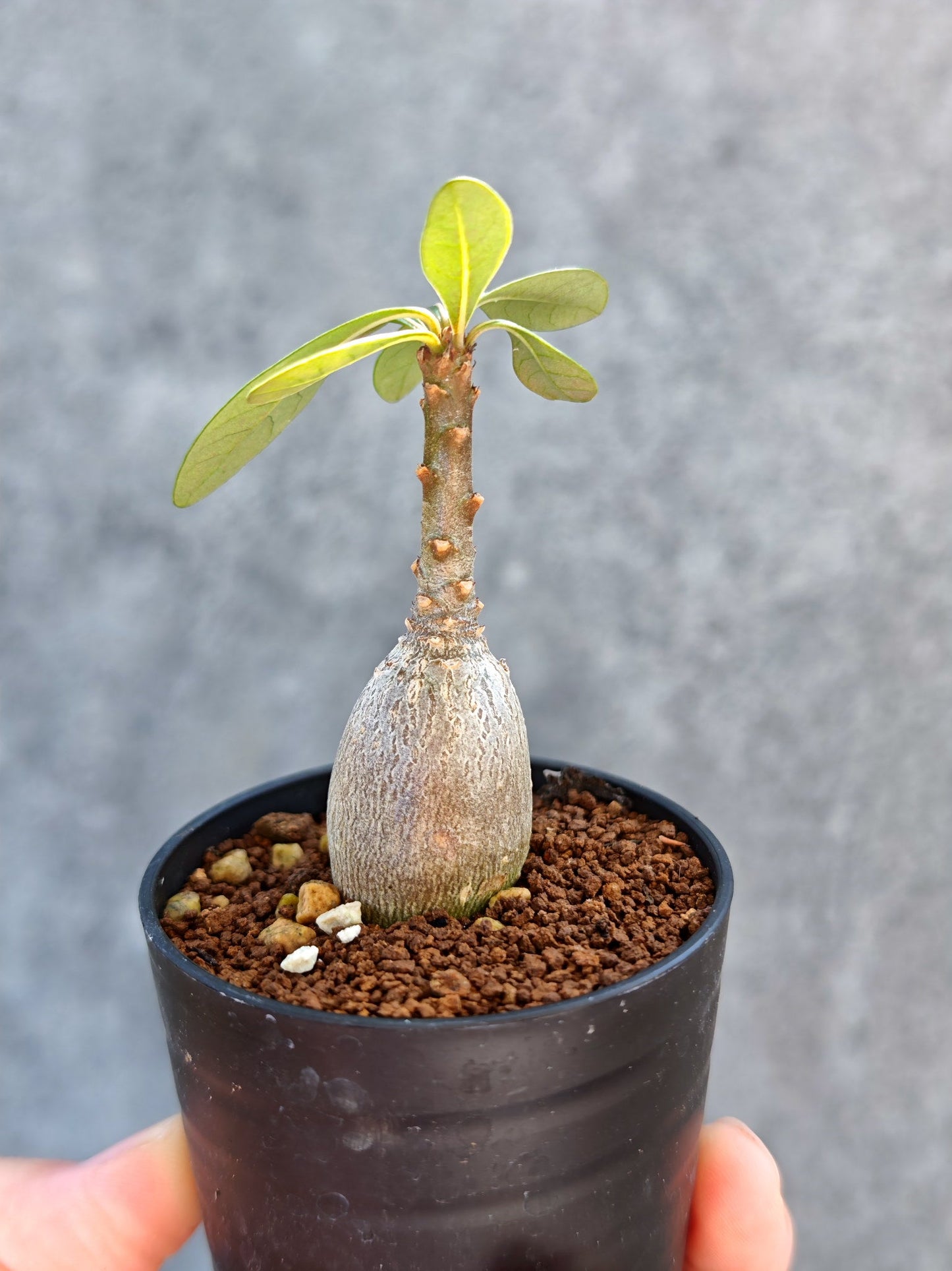【現品限り】アデニウム・ソコトラナム 実生【K5】 Adenium socotranum