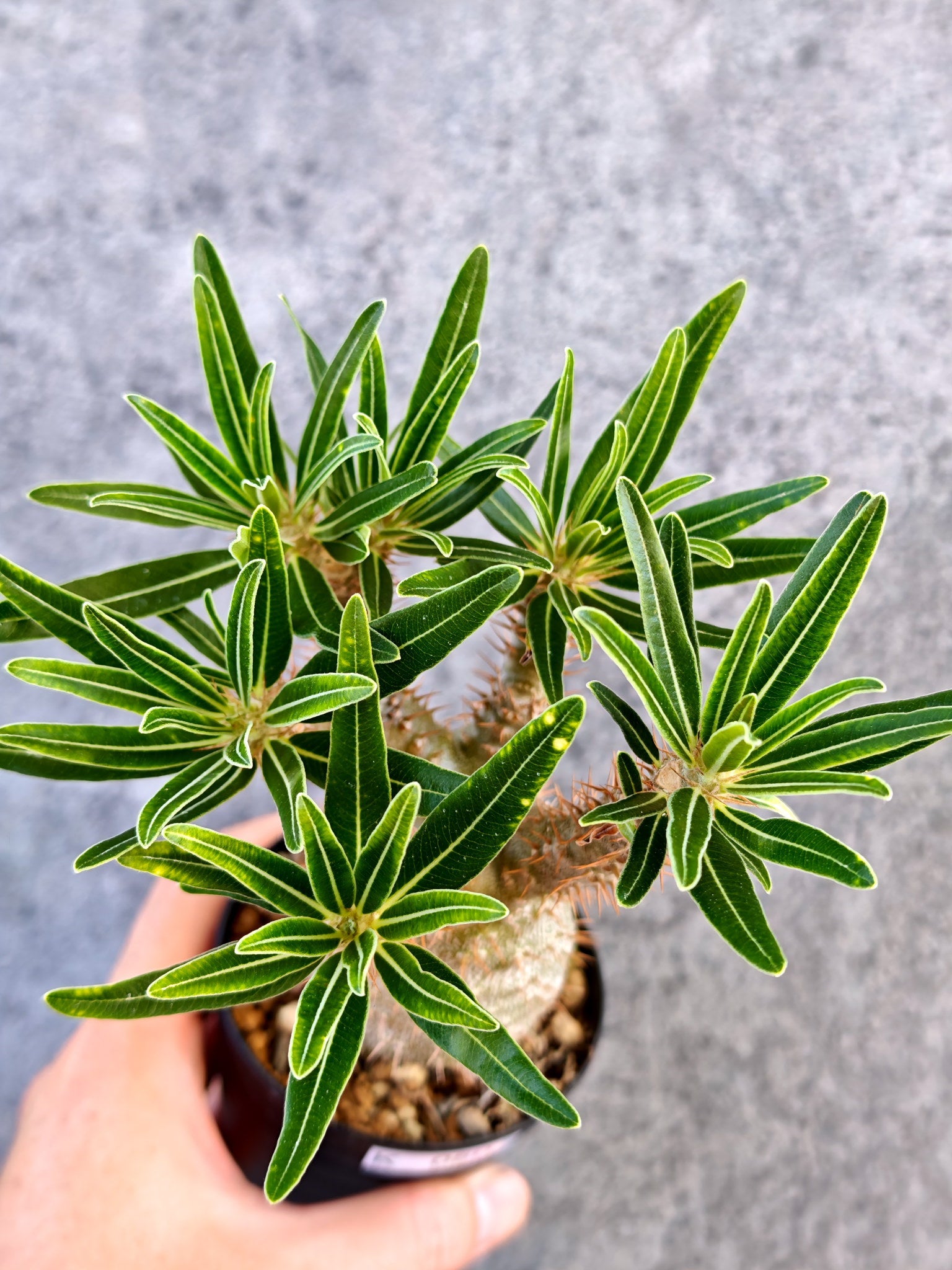 パキポディウム(Pachypodium)の種子・植物 通販サイト – プラント