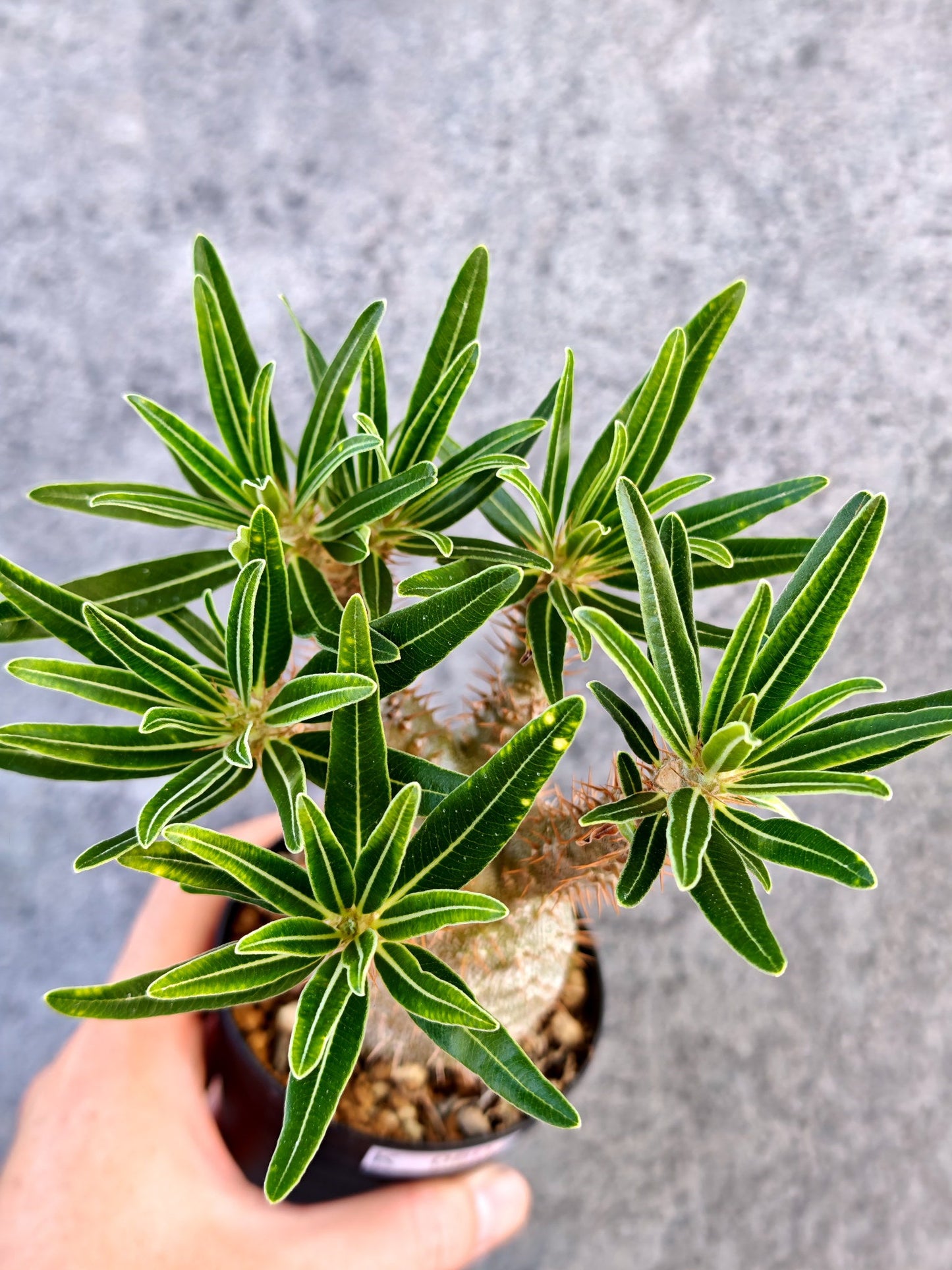【現品限り】パキポディウム・グラキリス 実生【K60】 Pachypodium gracilius