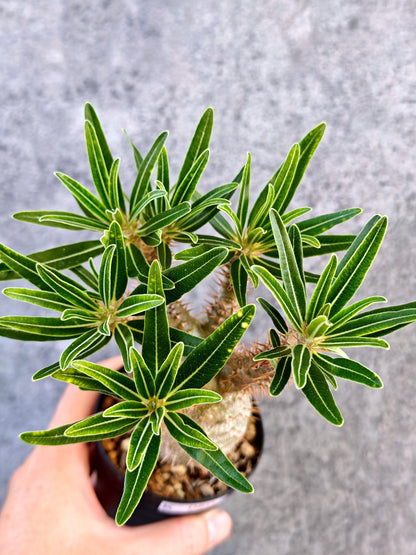 【現品限り】パキポディウム・グラキリス 実生【K60】 Pachypodium gracilius