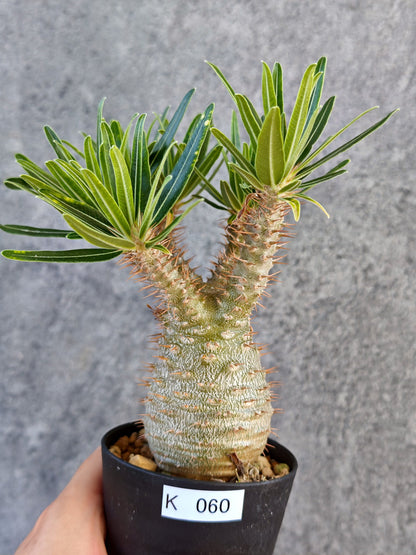 【現品限り】パキポディウム・グラキリス 実生【K60】 Pachypodium gracilius