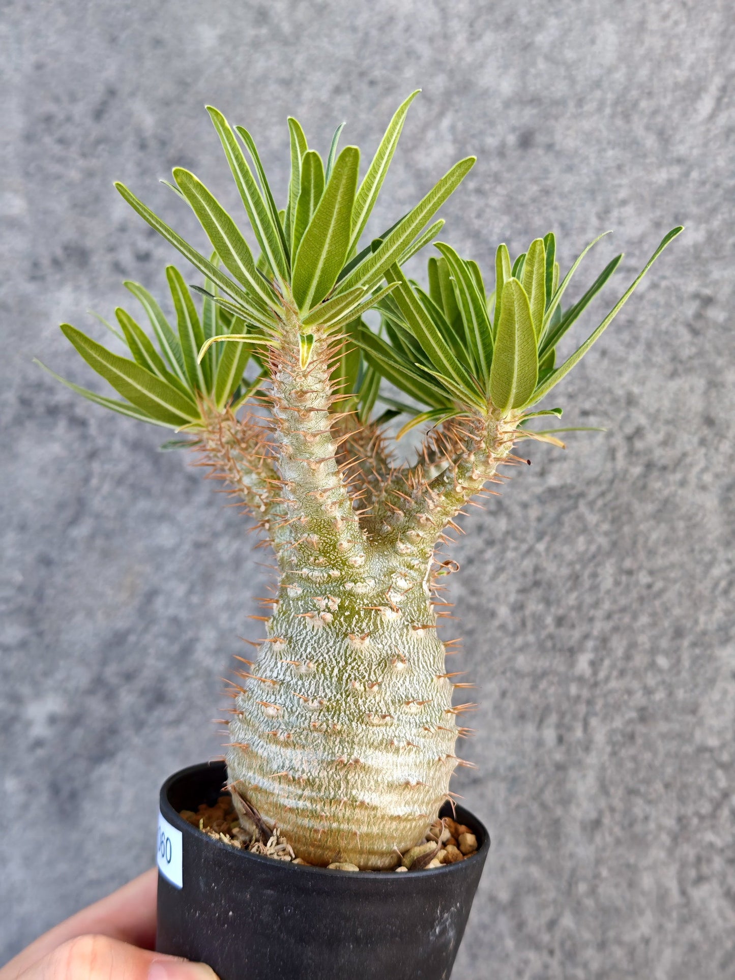 【現品限り】パキポディウム・グラキリス 実生【K60】 Pachypodium gracilius