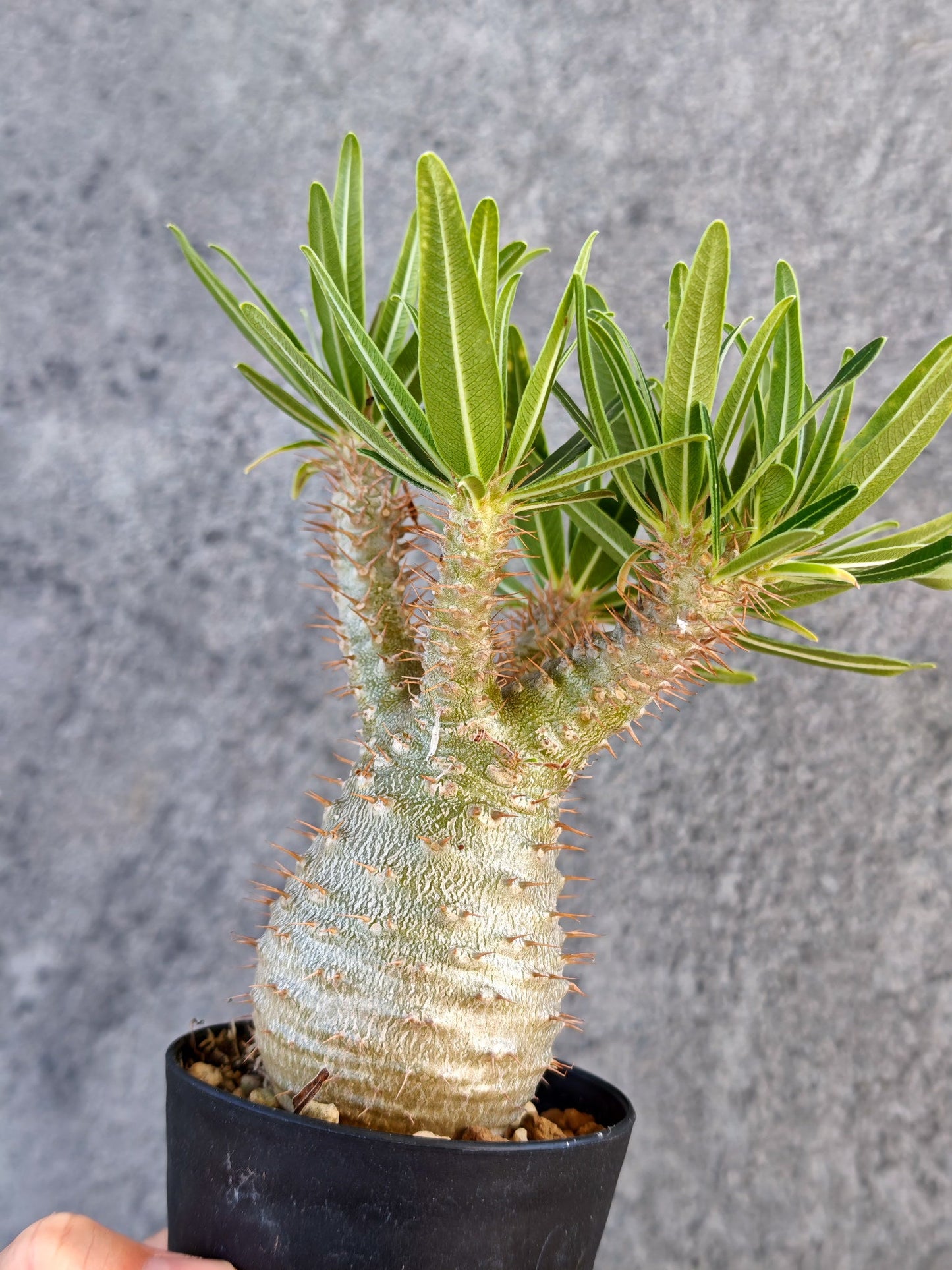 【現品限り】パキポディウム・グラキリス 実生【K60】 Pachypodium gracilius