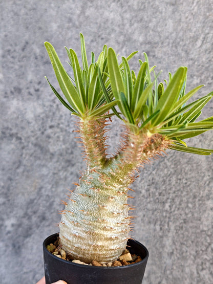 【現品限り】パキポディウム・グラキリス 実生【K60】 Pachypodium gracilius