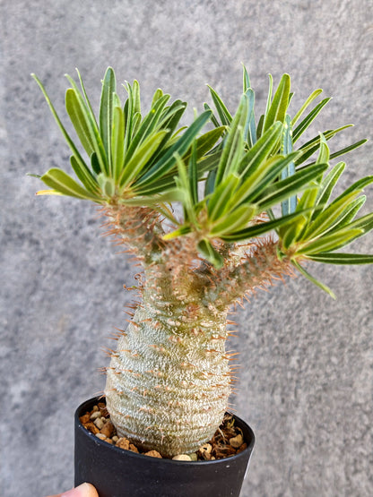 【現品限り】パキポディウム・グラキリス 実生【K60】 Pachypodium gracilius