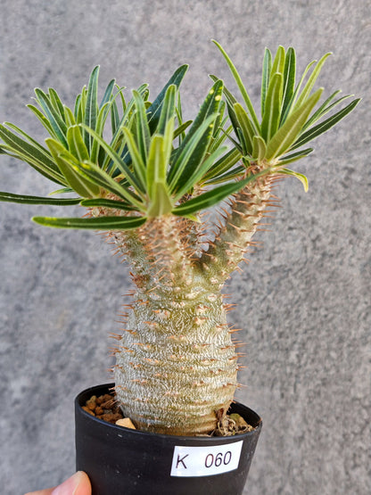 【現品限り】パキポディウム・グラキリス 実生【K60】 Pachypodium gracilius