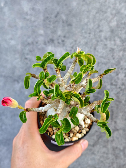 【現品限り】アデニウム・DHA 大株 コレクション株 葉巻 美肌【K61】 Adenium DHA