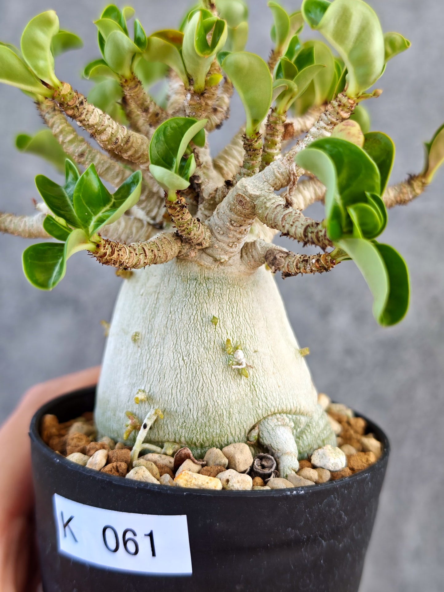 【現品限り】アデニウム・DHA 大株 コレクション株 葉巻 美肌【K61】 Adenium DHA