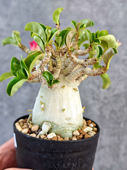 【現品限り】アデニウム・DHA 大株 コレクション株 葉巻 美肌【K61】 Adenium DHA