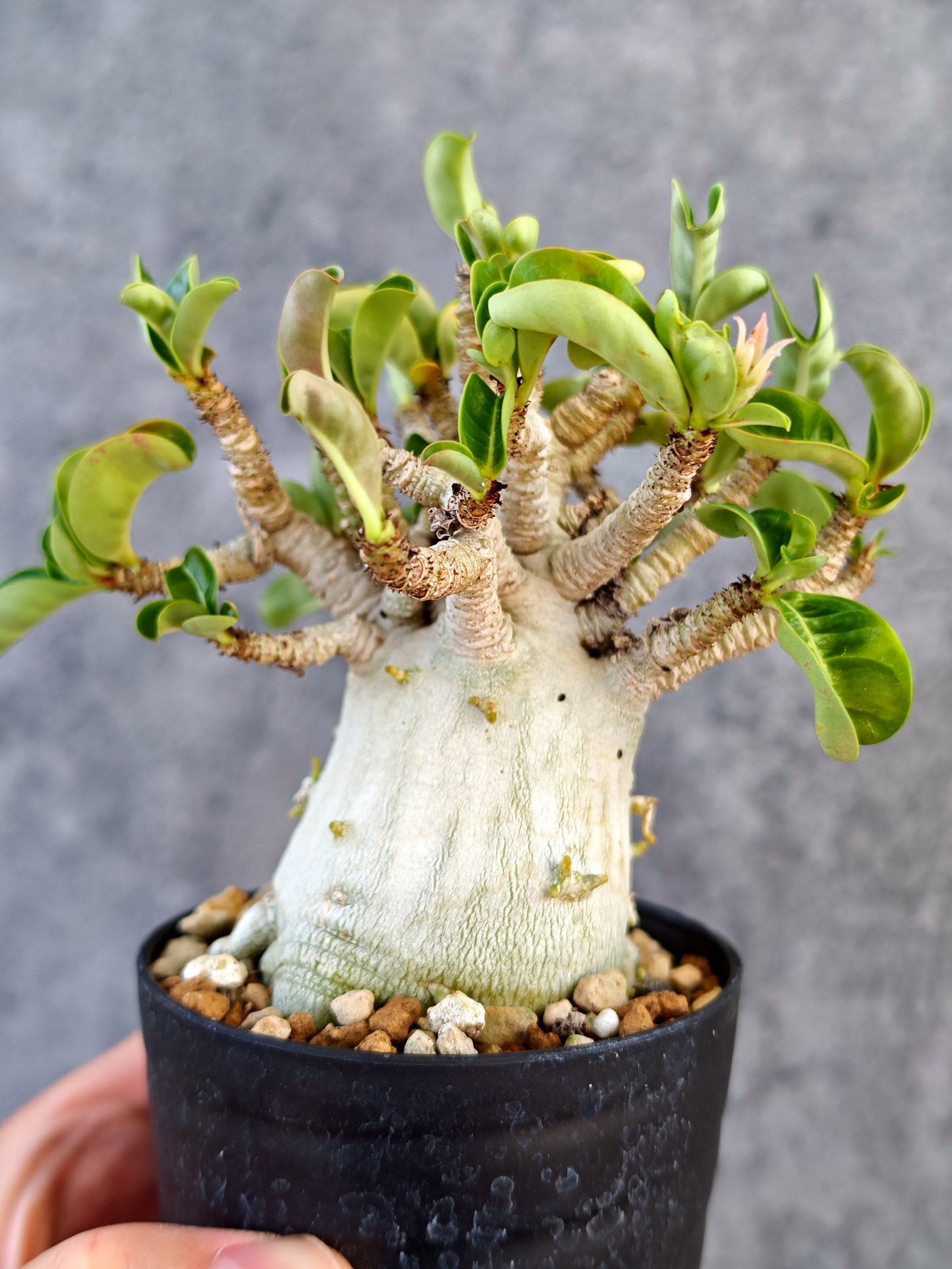【現品限り】アデニウム・DHA 大株 コレクション株 葉巻 美肌【K61】 Adenium DHA