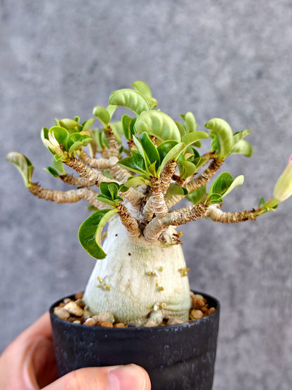 【現品限り】アデニウム・DHA 大株 コレクション株 葉巻 美肌【K61】 Adenium DHA