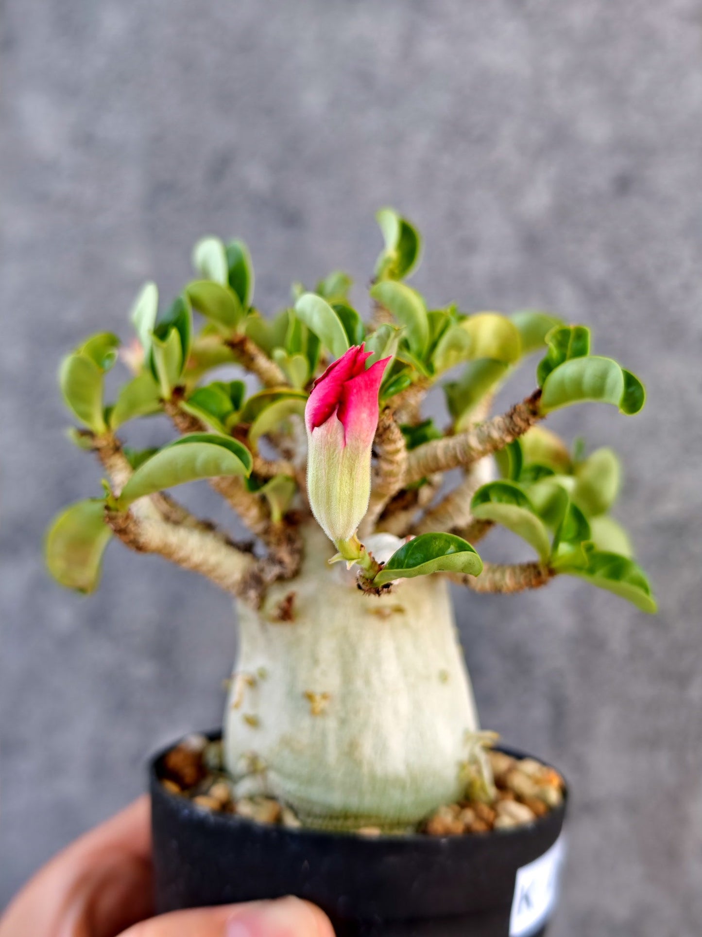 【現品限り】アデニウム・DHA 大株 コレクション株 葉巻 美肌【K61】 Adenium DHA