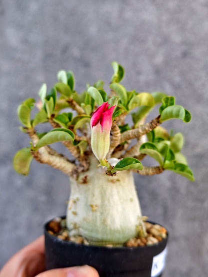 【現品限り】アデニウム・DHA 大株 コレクション株 葉巻 美肌【K61】 Adenium DHA