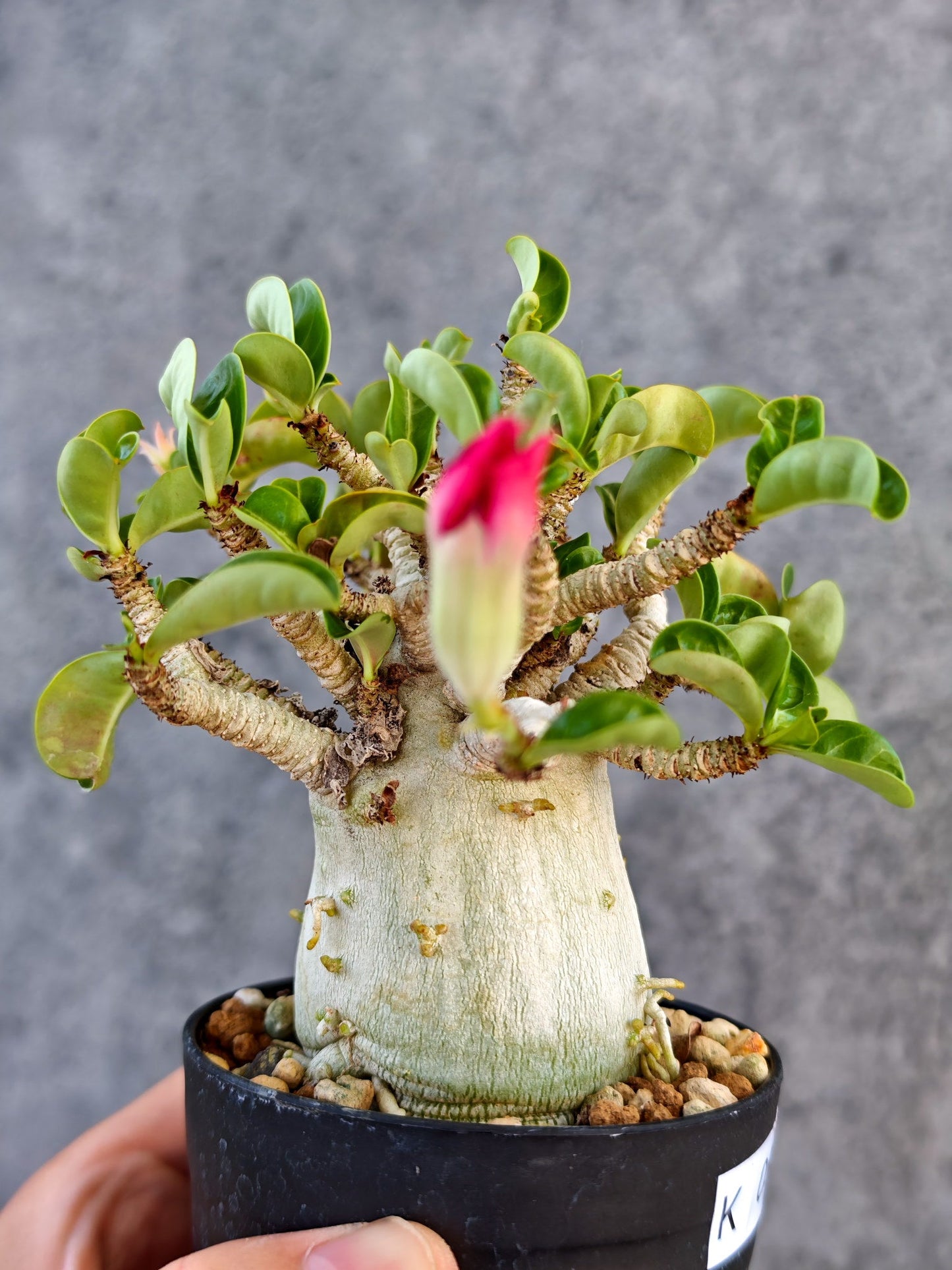 【現品限り】アデニウム・DHA 大株 コレクション株 葉巻 美肌【K61】 Adenium DHA