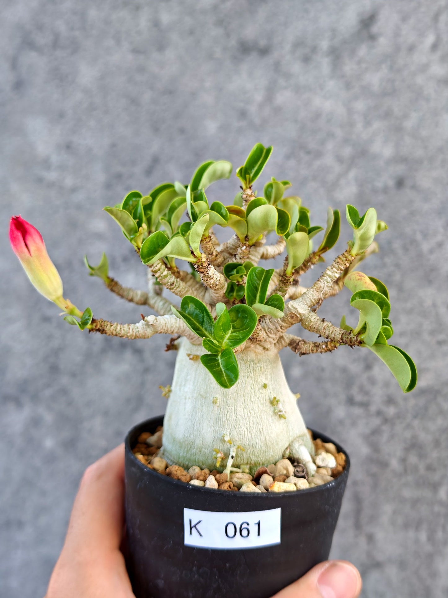 【現品限り】アデニウム・DHA 大株 コレクション株 葉巻 美肌【K61】 Adenium DHA