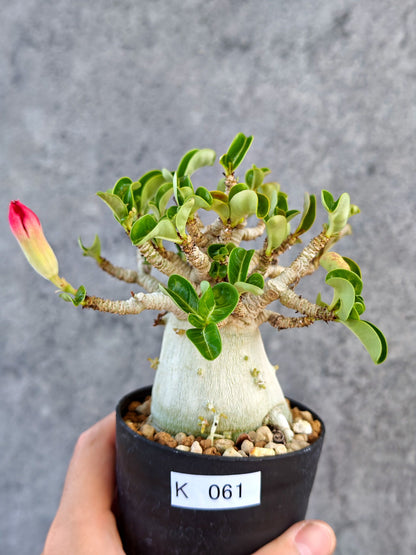 【現品限り】アデニウム・DHA 大株 コレクション株 葉巻 美肌【K61】 Adenium DHA