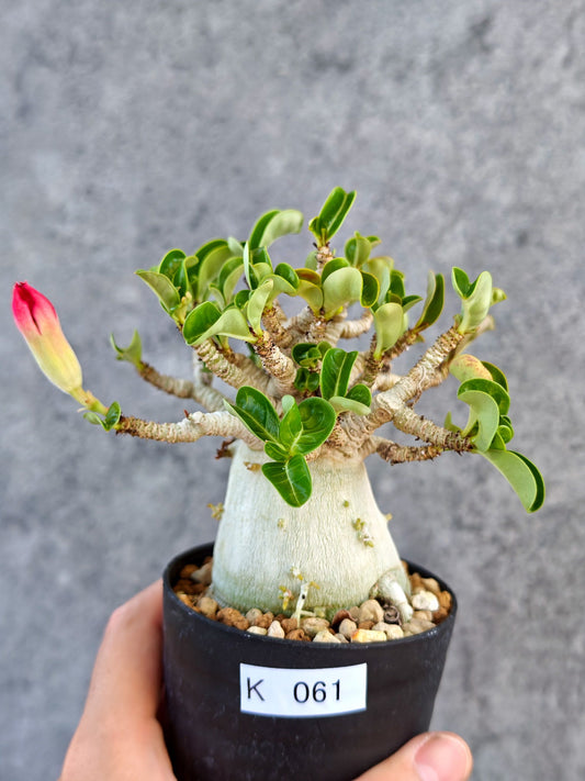 【現品限り】アデニウム・DHA 大株 コレクション株 葉巻 美肌【K61】 Adenium DHA
