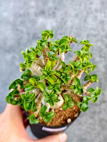 【現品限り】アデニウム・DHA 葉巻 美肌【K62】 Adenium DHA
