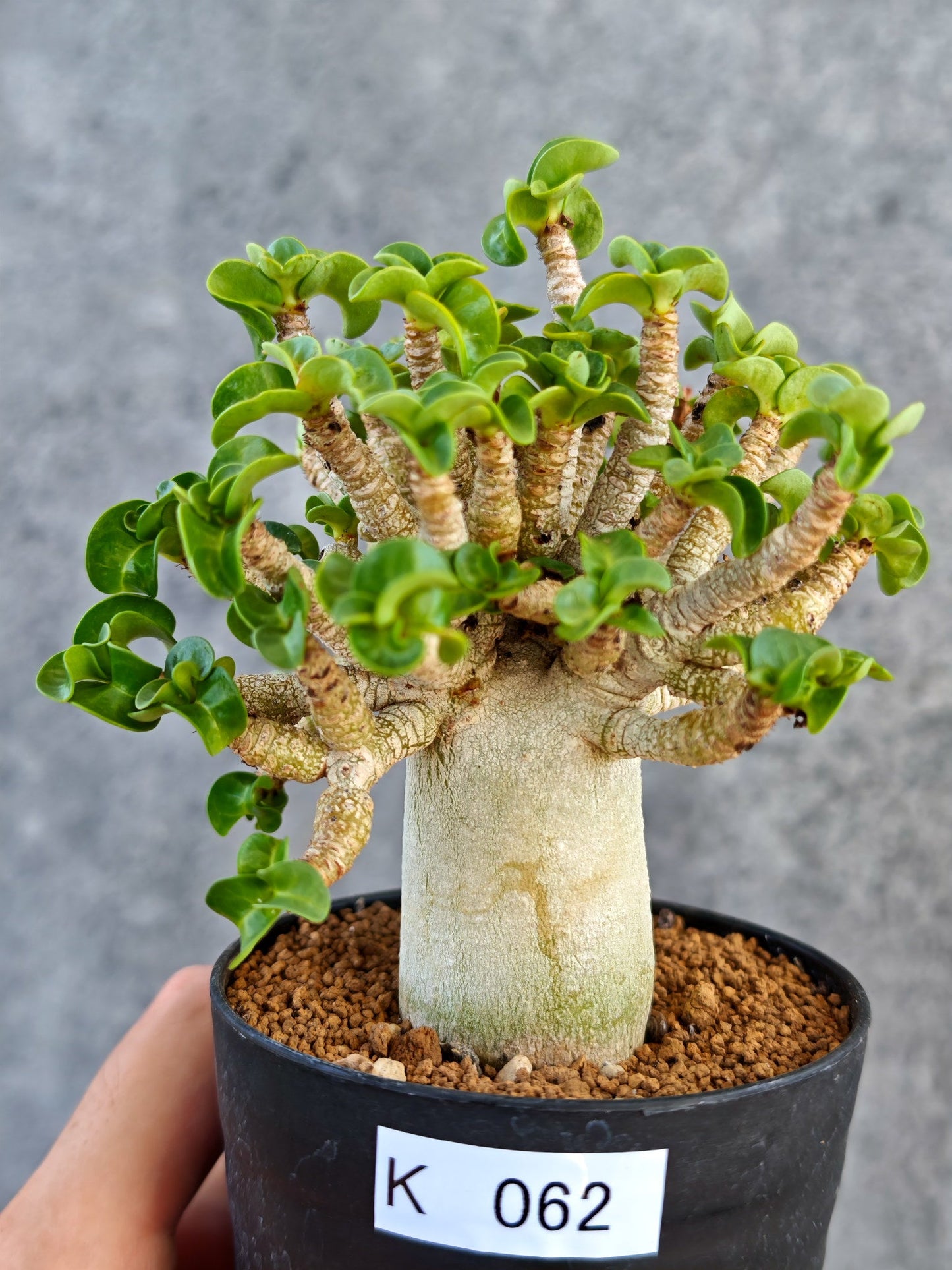 【現品限り】アデニウム・DHA 葉巻 美肌【K62】 Adenium DHA