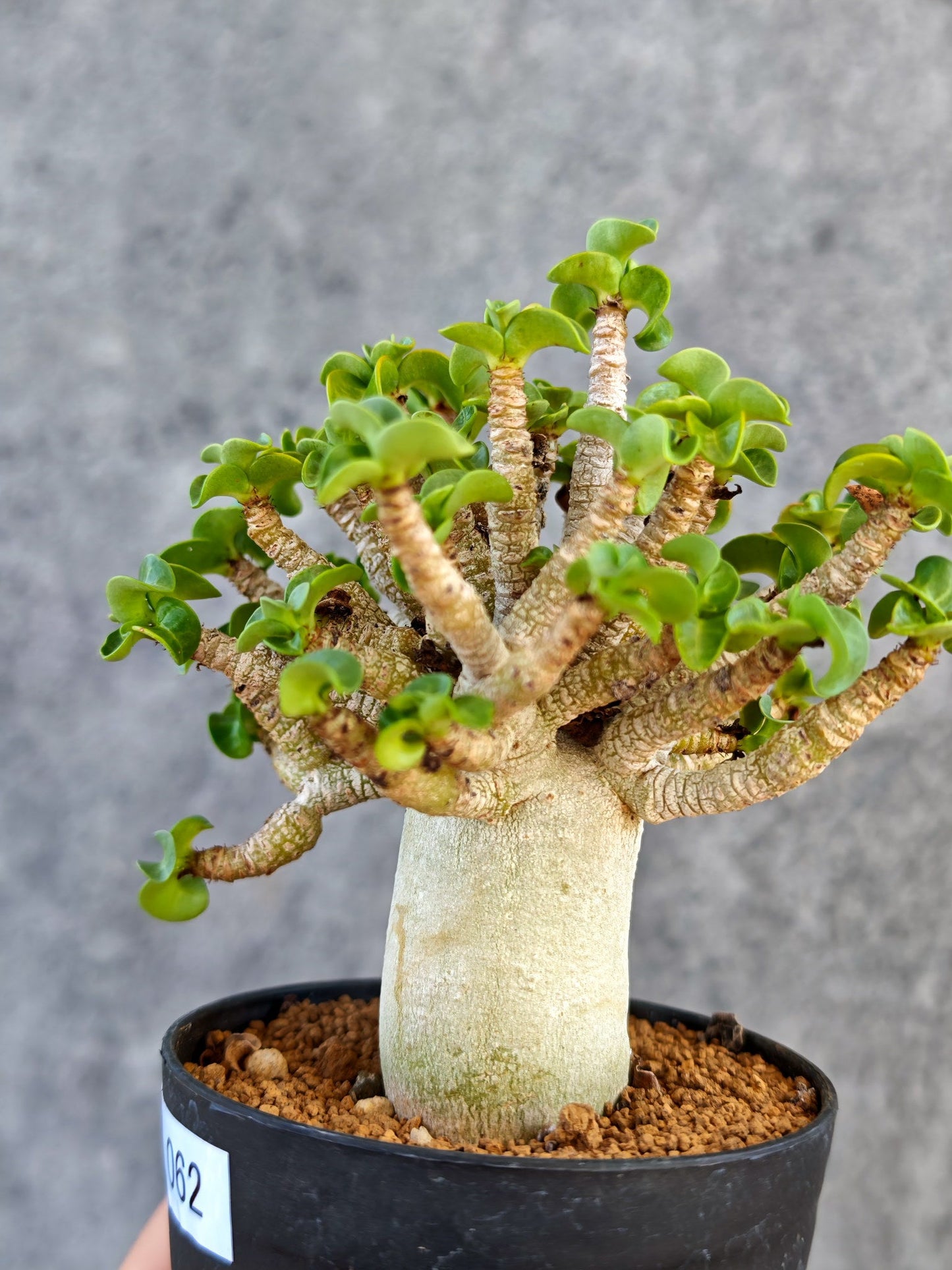 【現品限り】アデニウム・DHA 葉巻 美肌【K62】 Adenium DHA