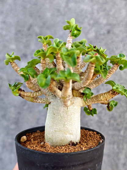 【現品限り】アデニウム・DHA 葉巻 美肌【K62】 Adenium DHA
