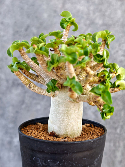 【現品限り】アデニウム・DHA 葉巻 美肌【K62】 Adenium DHA