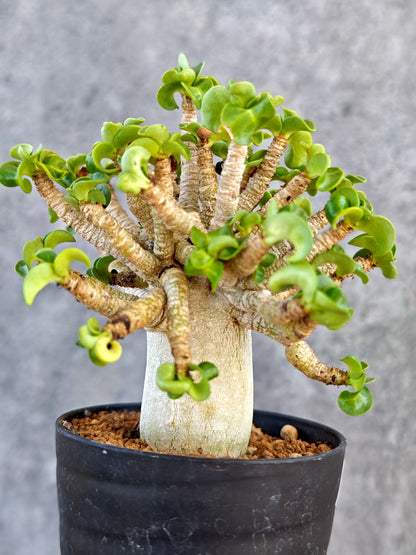 【現品限り】アデニウム・DHA 葉巻 美肌【K62】 Adenium DHA