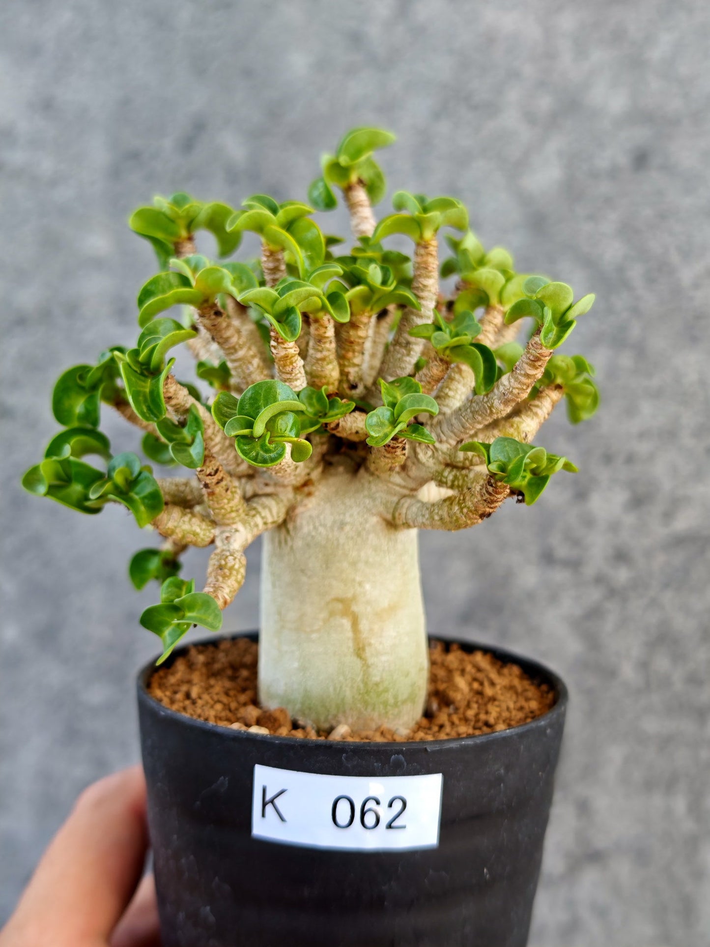 【現品限り】アデニウム・DHA 葉巻 美肌【K62】 Adenium DHA