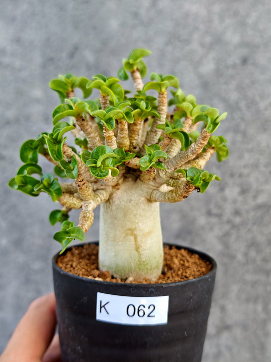 【現品限り】アデニウム・DHA 葉巻 美肌【K62】 Adenium DHA