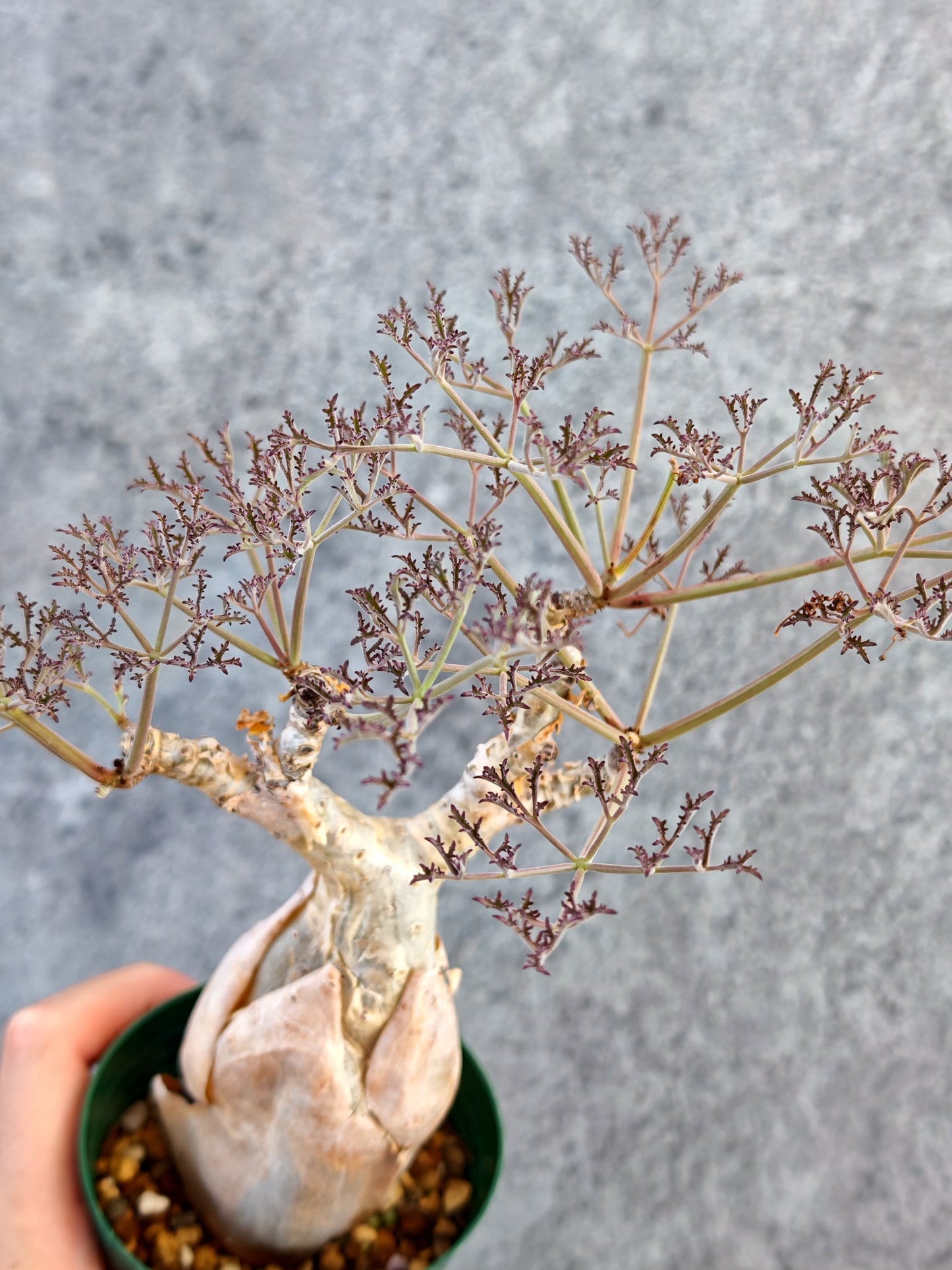 【現品限り】キフォステンマ・ベティフォルメ ナローリーフ 現地株 発根済み【K63】 Cyphostemma betiforme Somalia