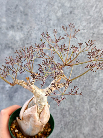 【現品限り】キフォステンマ・ベティフォルメ ナローリーフ 現地株 発根済み【K63】 Cyphostemma betiforme Somalia