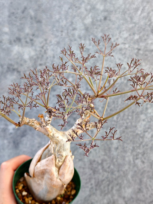 【現品限り】キフォステンマ・ベティフォルメ ナローリーフ 現地株 発根済み【K63】 Cyphostemma betiforme Somalia